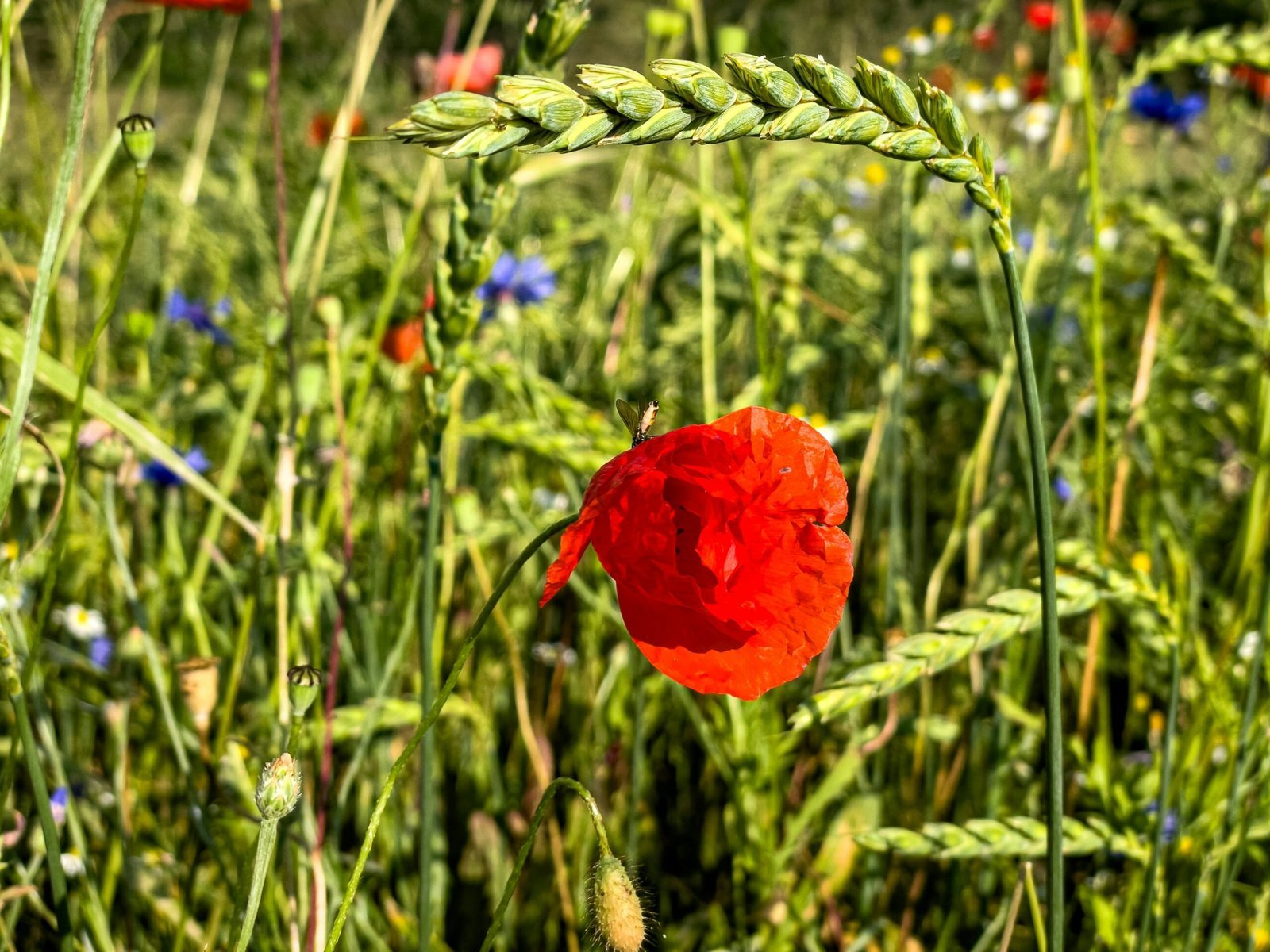 A red flower in a field of tall grass