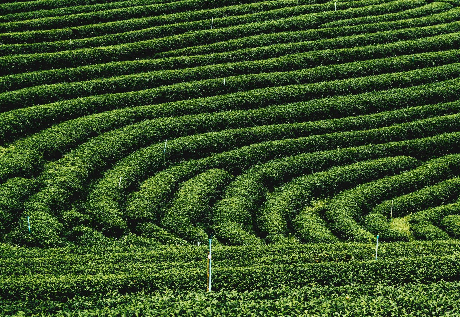 green leaf plants