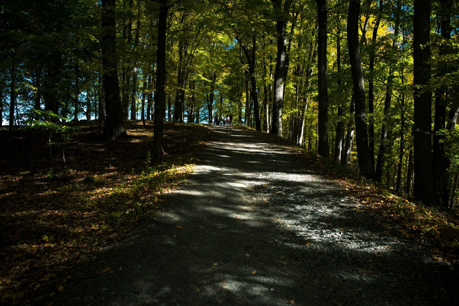 green trees on forest during daytime